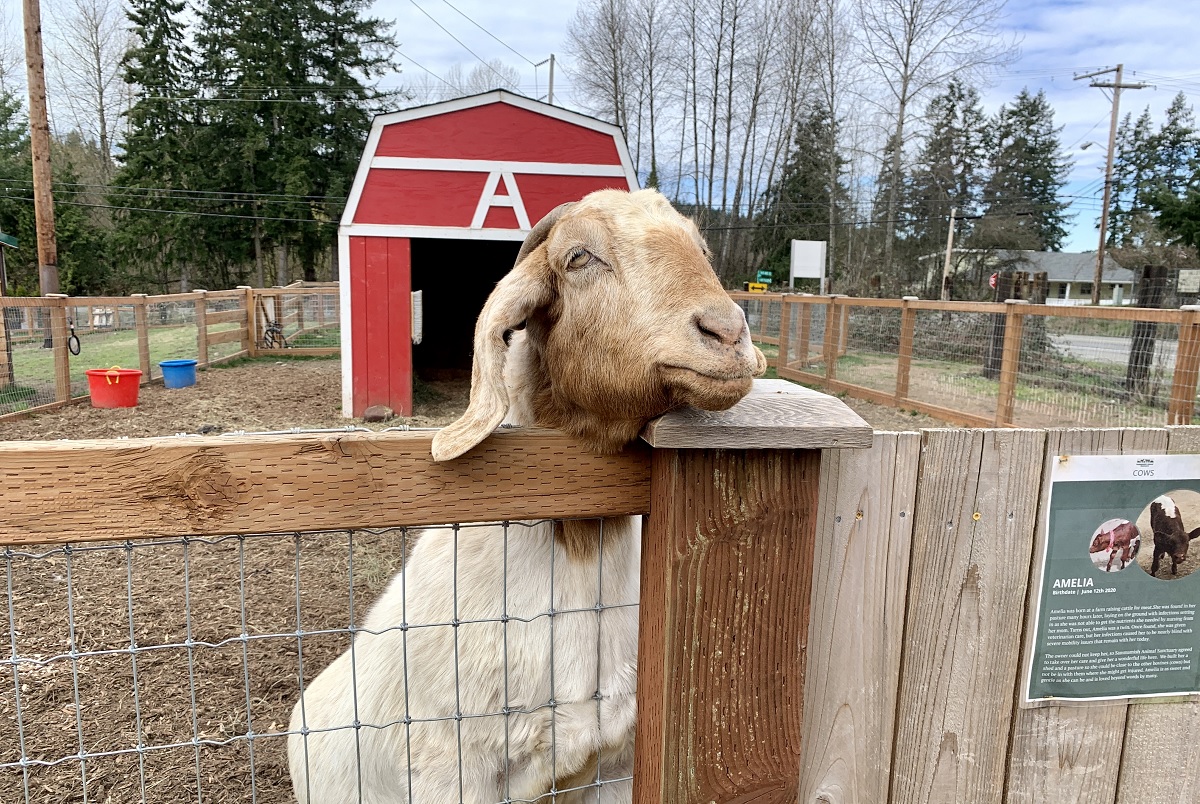A white goat at Sammamish Animal Sanctuary looks over the fence of its pen to meet human visitors and get treats
