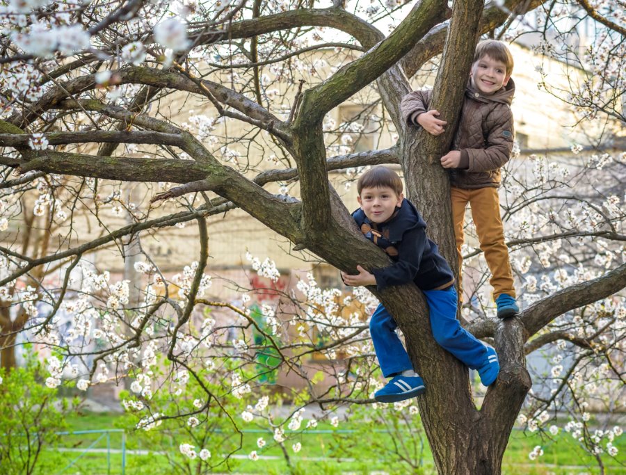 Two brothers climbing a tree in their backyard