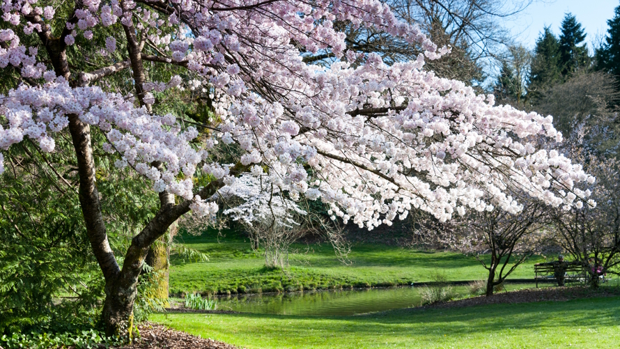 Cherry blossoms at the Washington Park Arboretum
