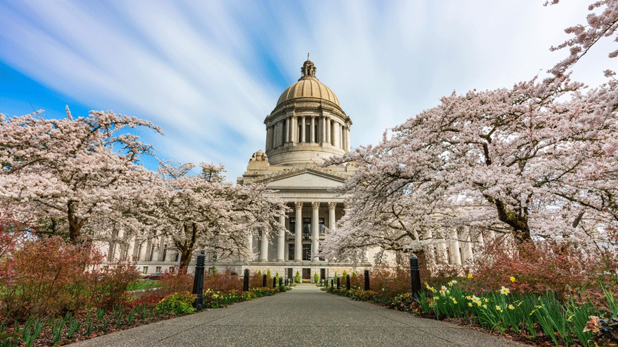 Cherry blossoms at the Washington State Capitol