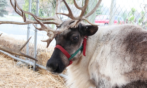 Reindeer