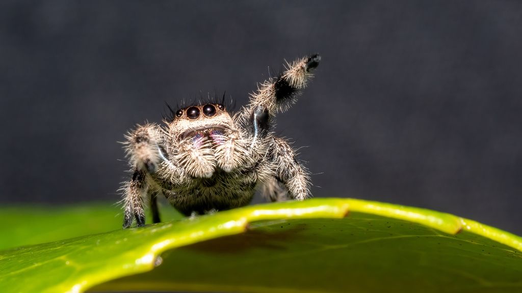 How TikTok Led Our Family to Love an Unusual Pet