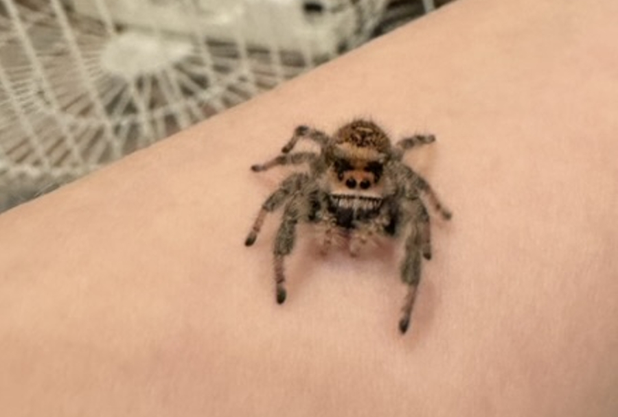 Pancakes the spider