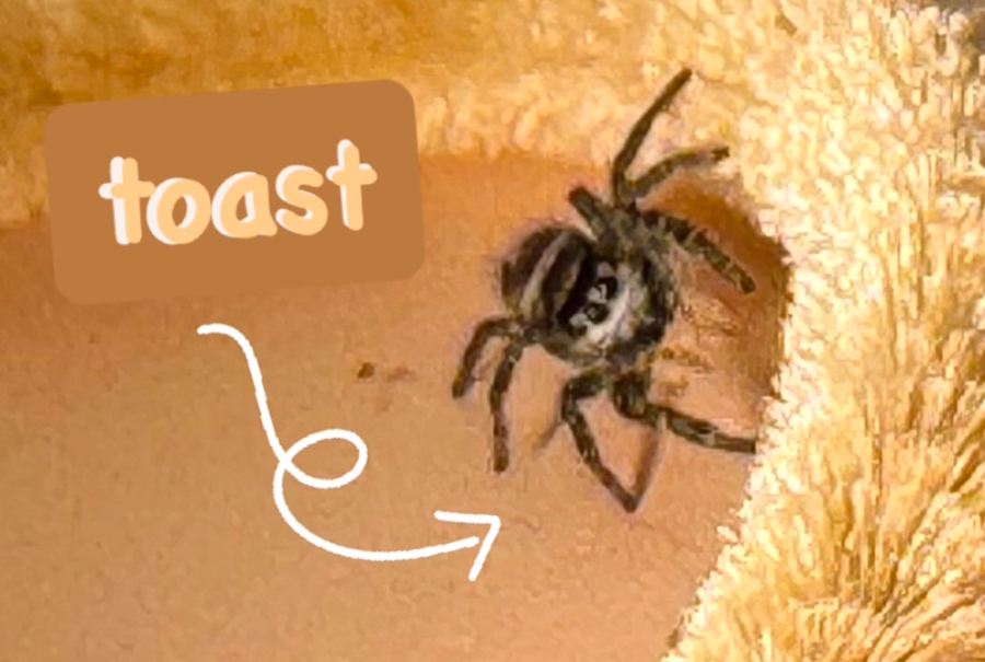 Toast the jumping spider