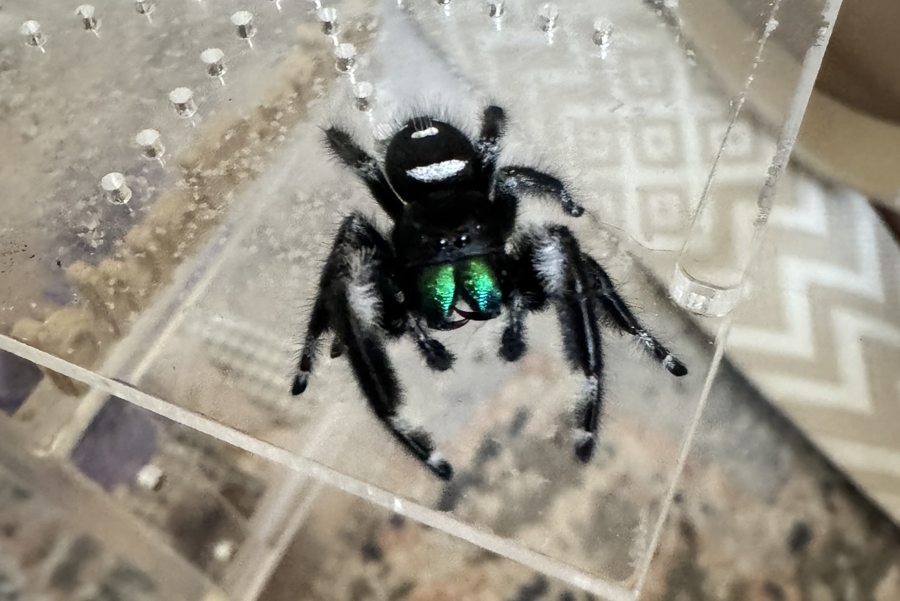 Blueberry the jumping spider