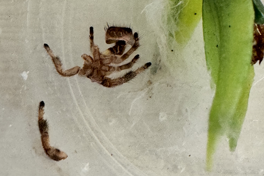 Pancakes shedding