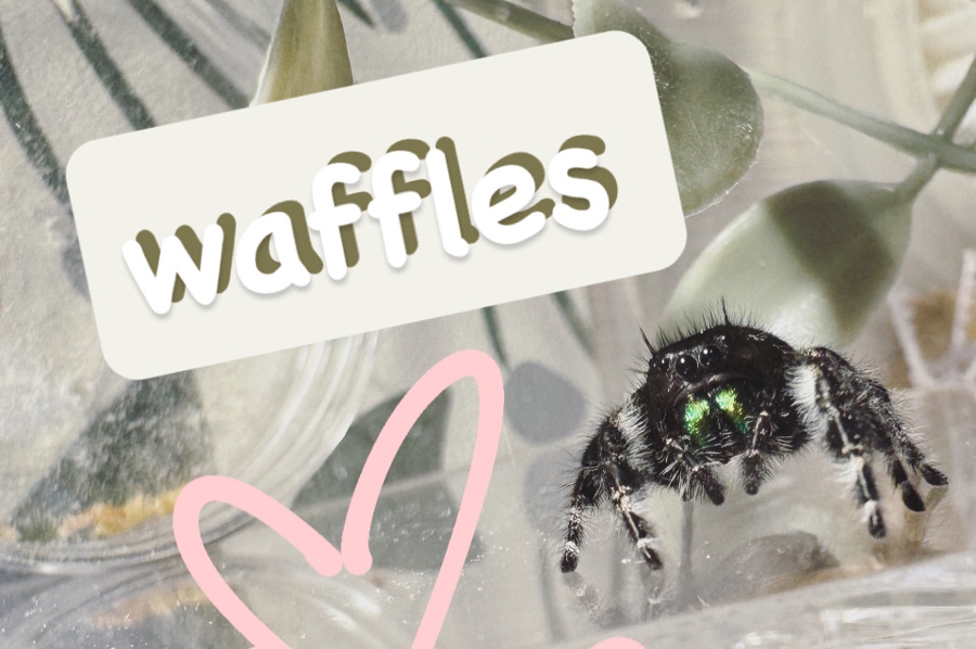 Waffles the jumping spider