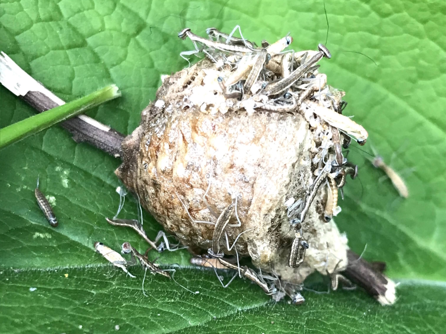 baby praying mantis hatching
