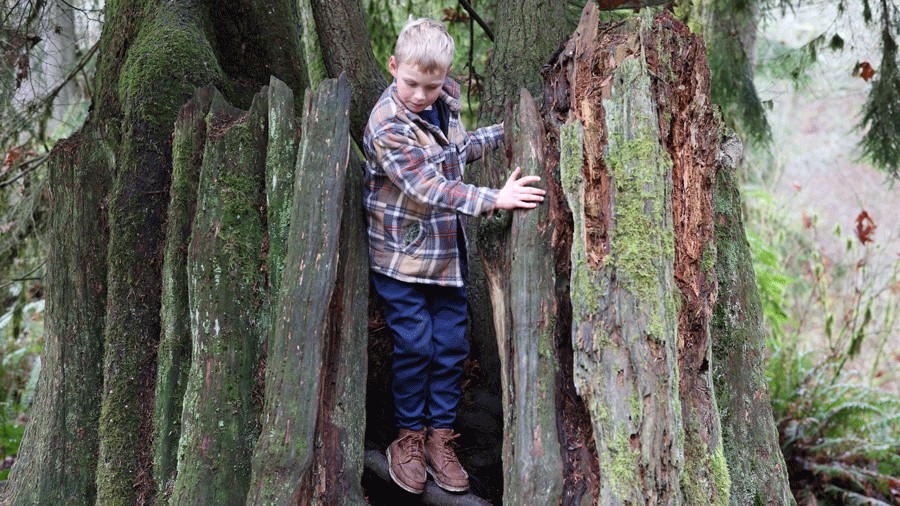 boy climbing tree stump on a scenic winter hike at Meadowdale