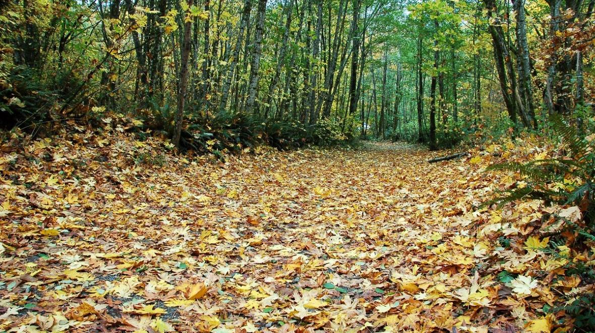 Leaves on the trail at the popular hiking location, Cougar Mountain