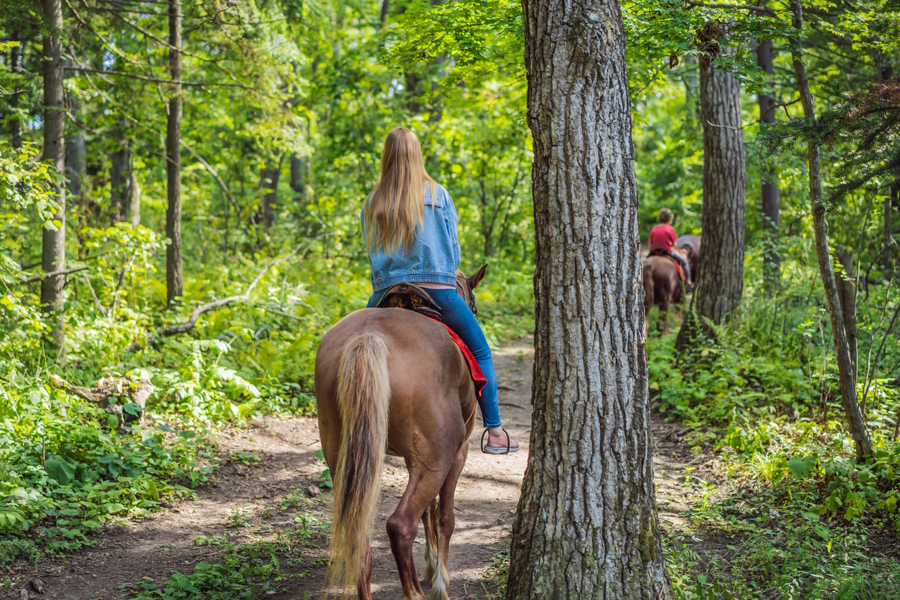 Two people riding horses on a quiet path in the woods
