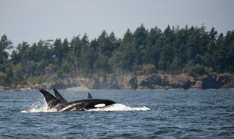 What Puget Sound Families Can Do to Help Our Local Orcas