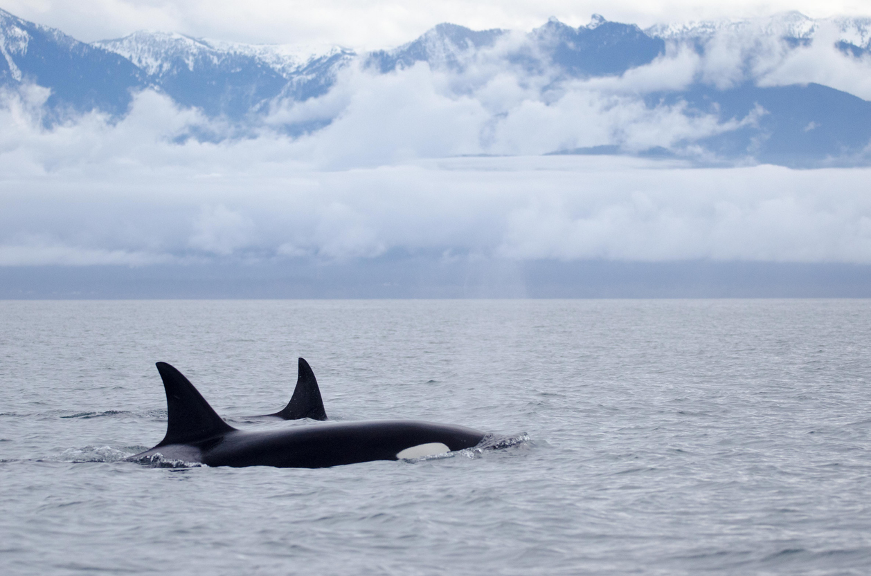 Two orca whales swimming through the Straight of Juan de Fuca, between Vancouver Island and the Olympic Peninsula