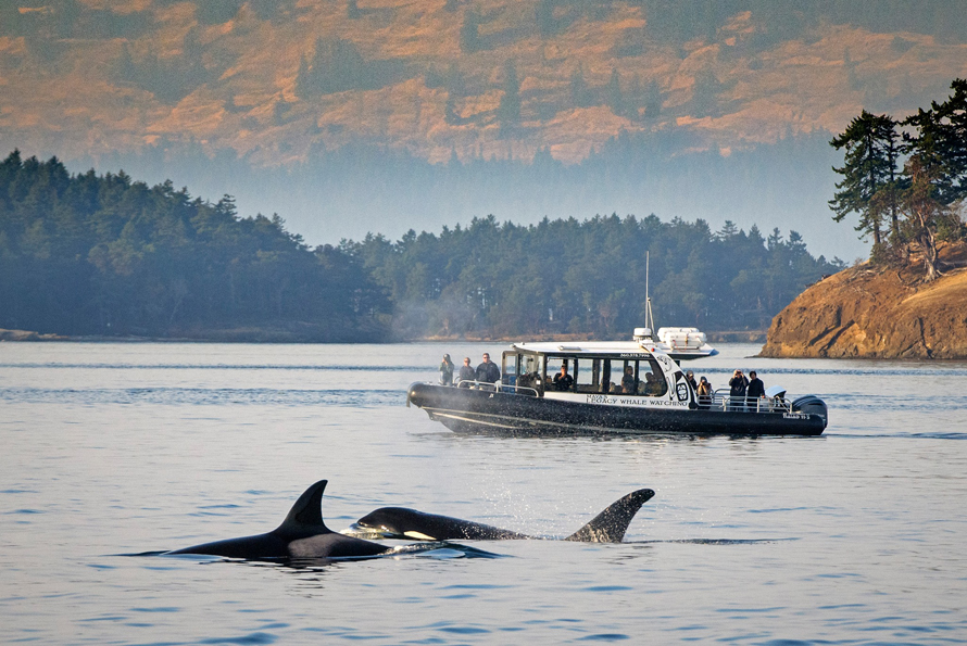 surfacing whales with a whale watch boat in the background