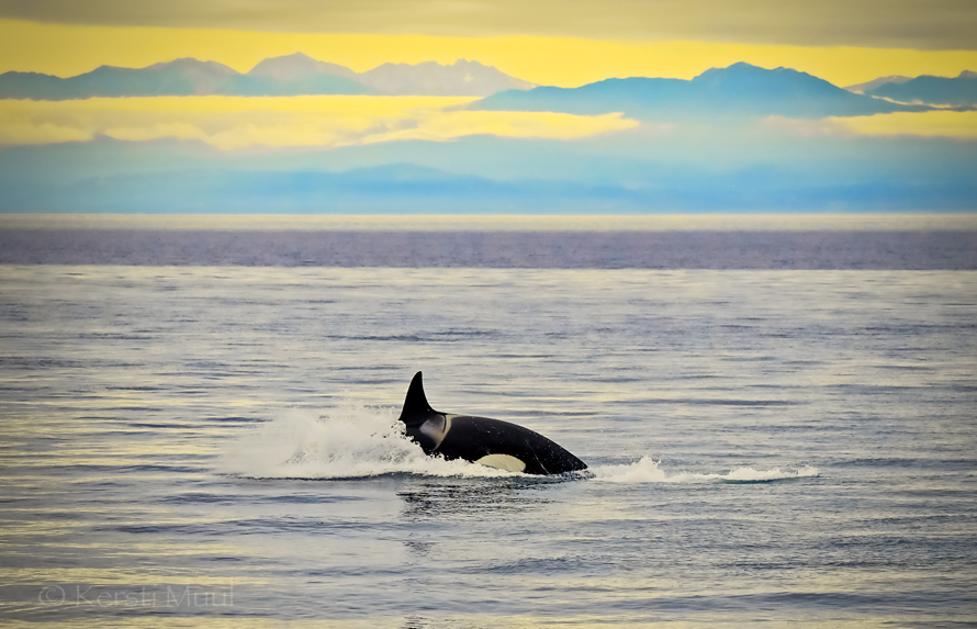 whale breaching with a sunset sky in the background