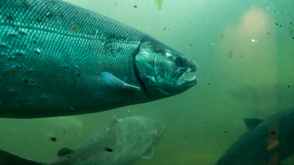 Salmon swimming in the fish ladder at Ballard locks