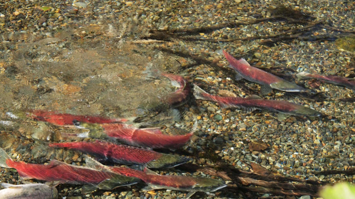 Salmon spawning near Seattle in the Cedar River