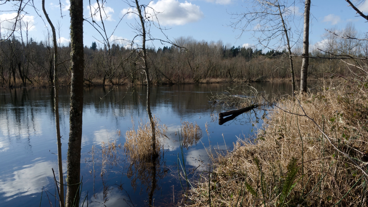 Trees line the Sammamish river, a great place to see salmon spawn