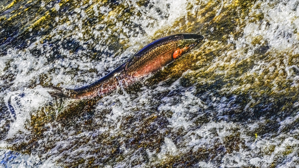 Salmon jumping in Issaquah creek