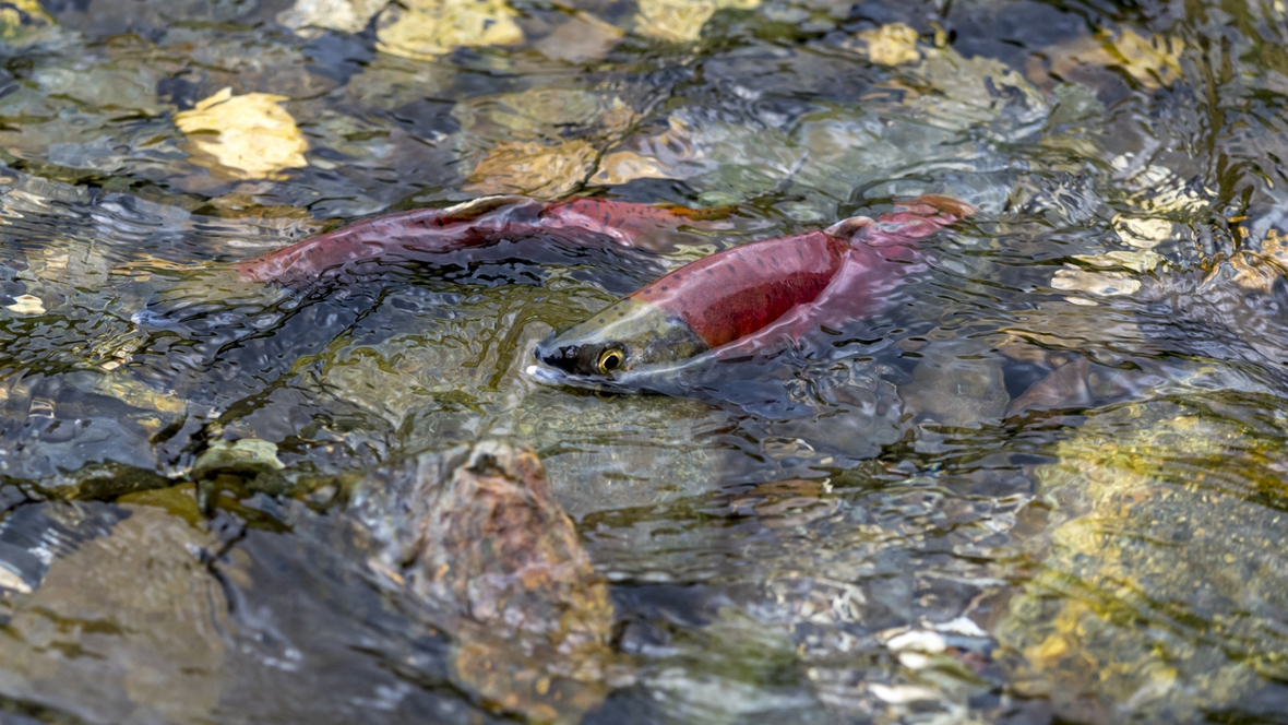 Red kokanee salmon spawning near Seattle