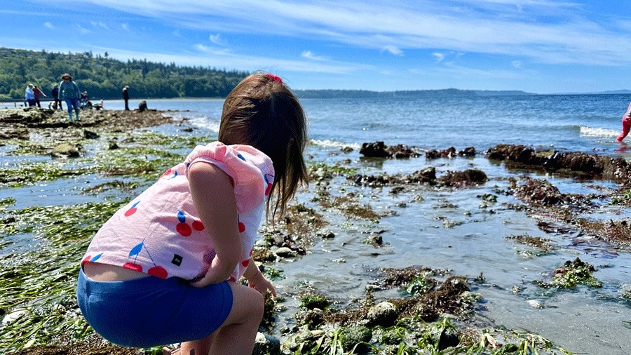 Child looking into a tide pool on a sunny summer day