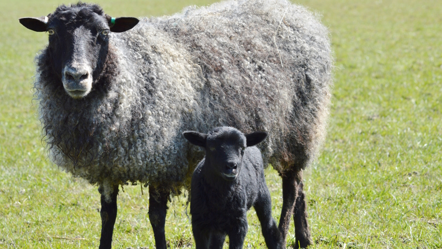 Gotland sheet on a family vacation farm