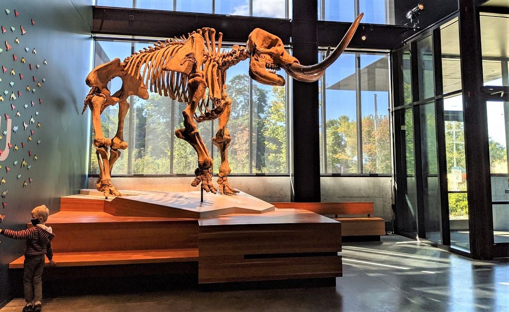 Seattle’s Burke Museum: Best Things to See and Do With Young Kids