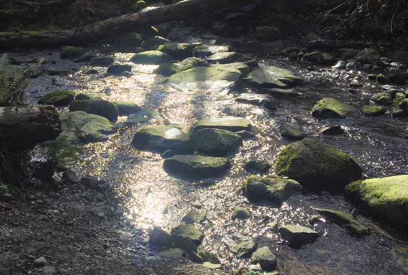 kingfisher natural area short hikes for little kids seattle eastside bellevue families
