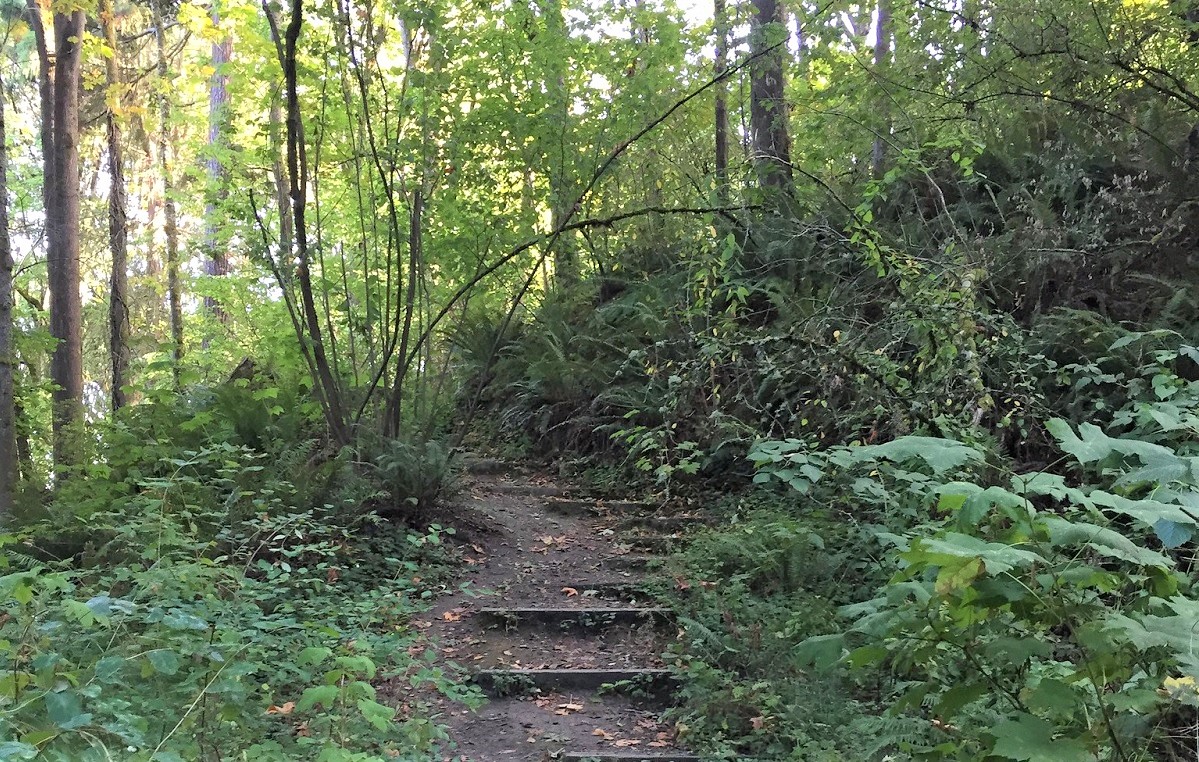 madrona woods urban hikes for seattle kids and young families