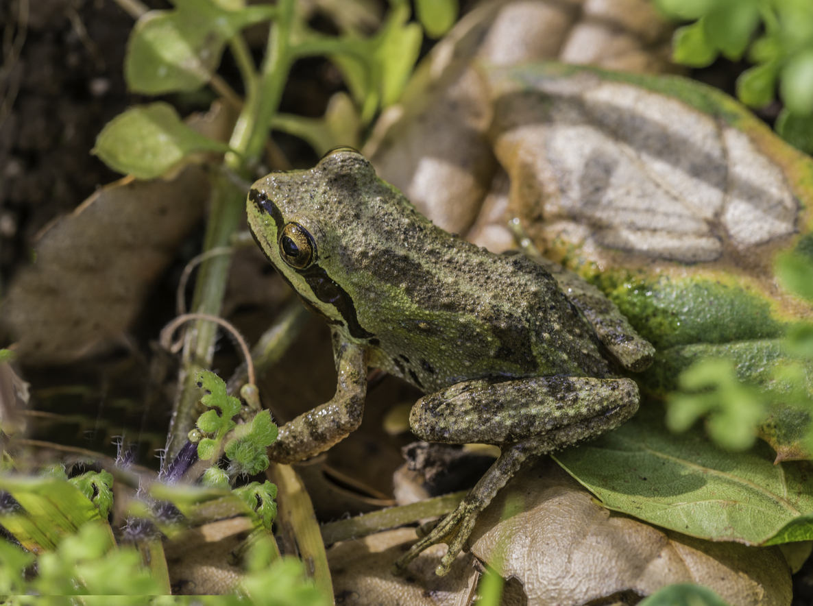 chorus frog wildlife seen along boardwalk in pritchard wetland seattle hikes kids families