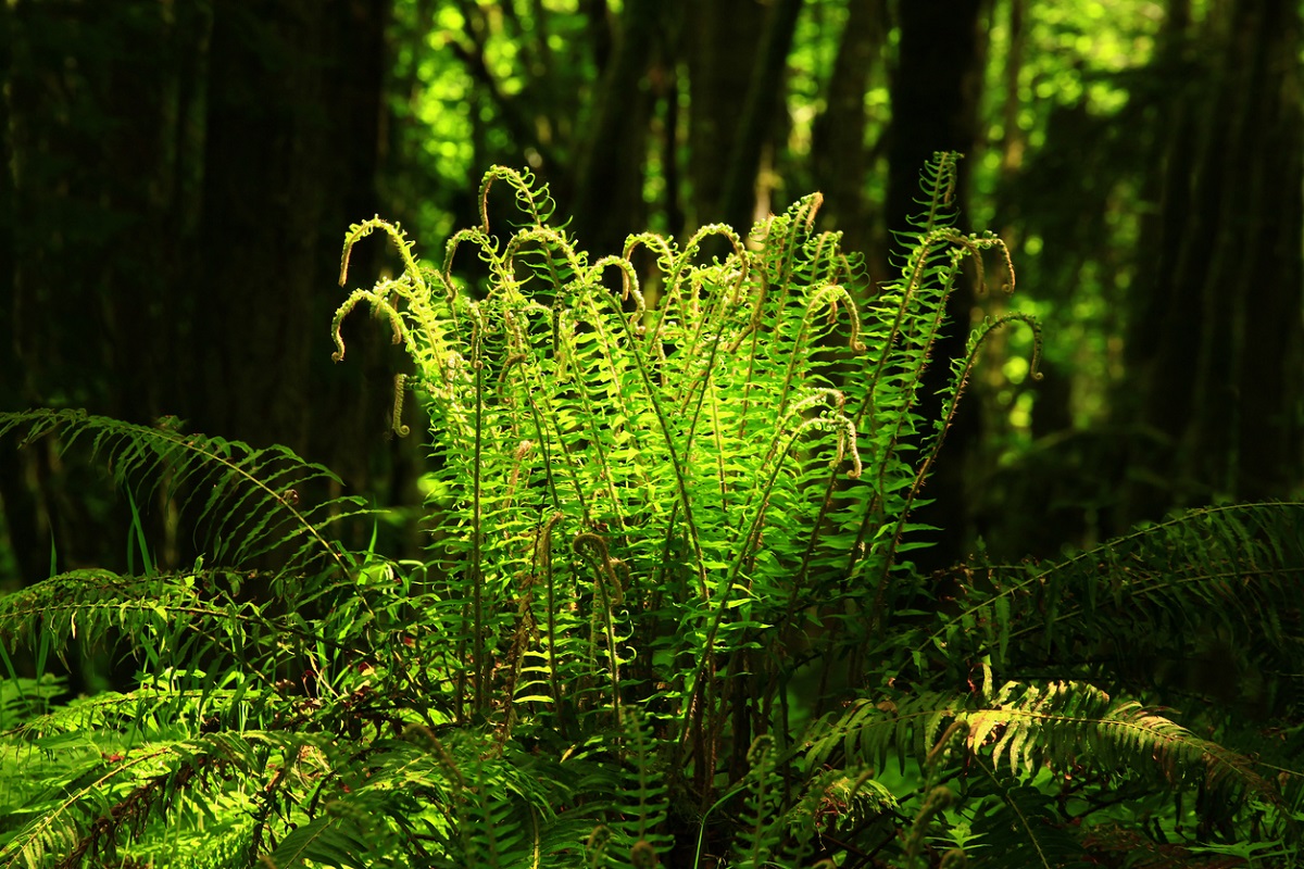 sword fern pacific northwest seattle area hikes for toddlers and preschoolers families