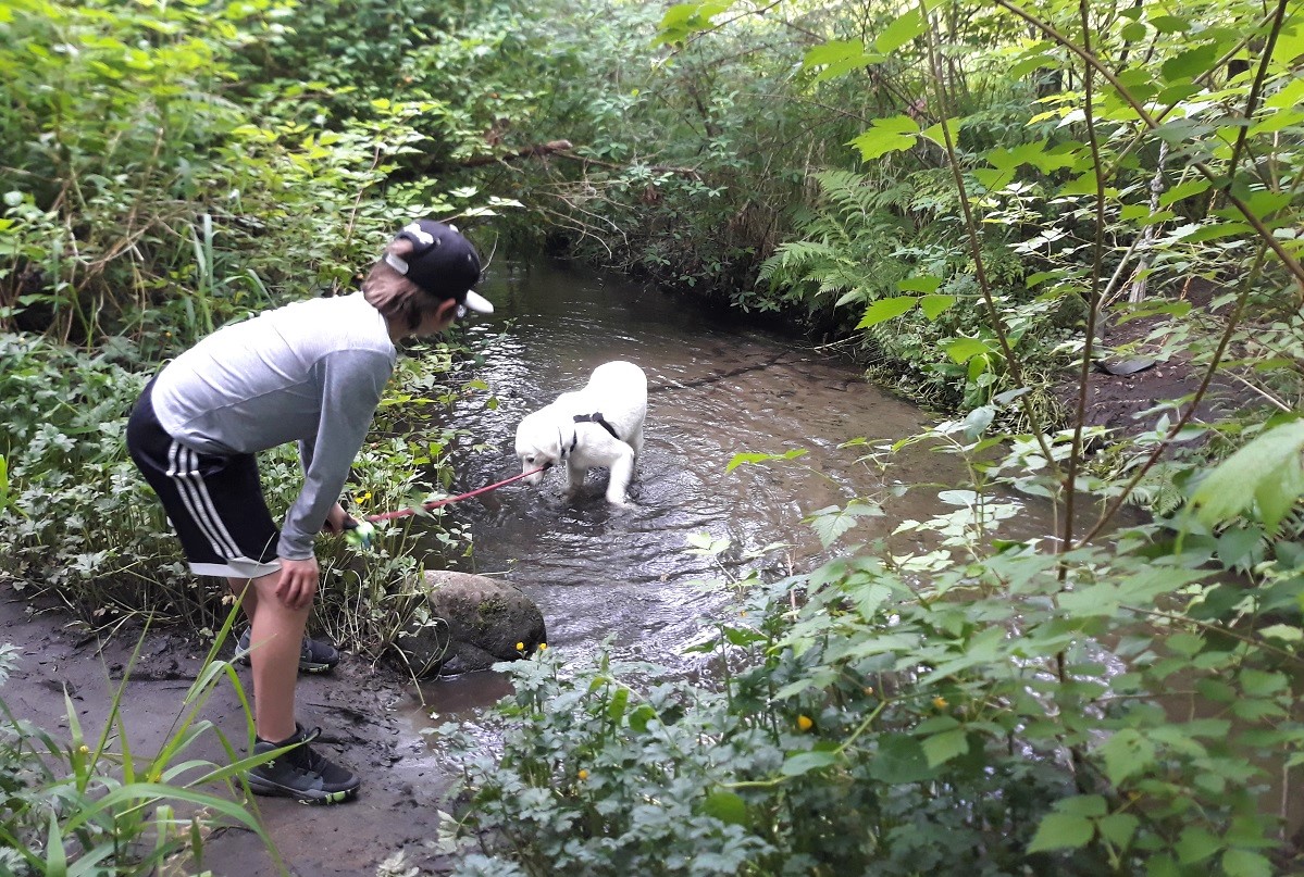 Boy about age 11 and white dog look at and play in a small urban creek in Seattle's Licorice Fern Natural Area hikes for little tots