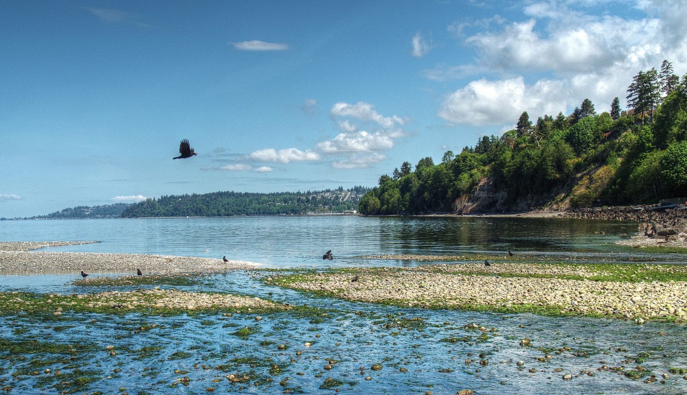Saltwater State Park in Des Moines one of the Seattle area's best beaches for kids and families
