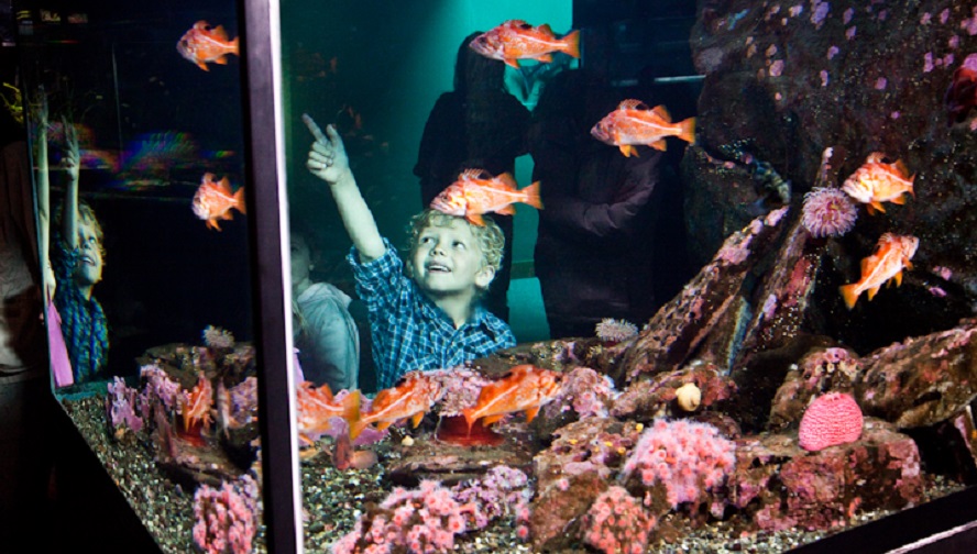 Child observing in an aquarium