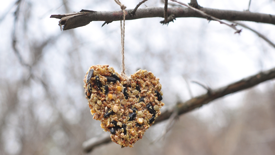 Heart shaped bird feeder. istock image