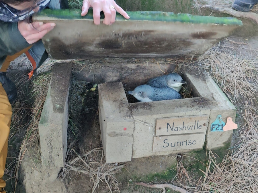 A nesting pair of endangered penguins