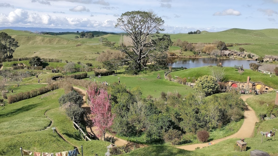 View of the Party tree in New Zealand