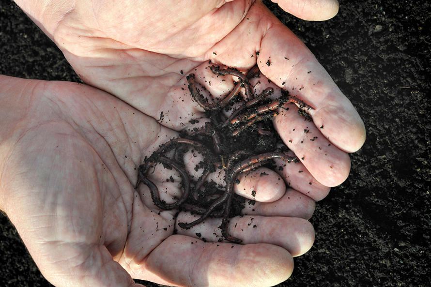 hand with worms