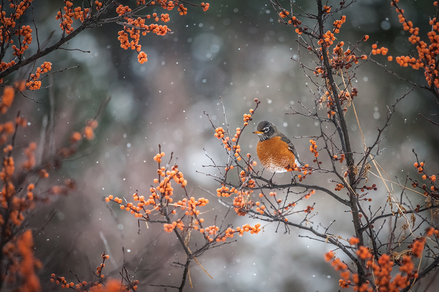 robin in a tree in the wintertime