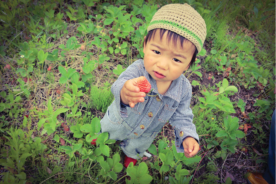 Adorable little boy picking strawberries