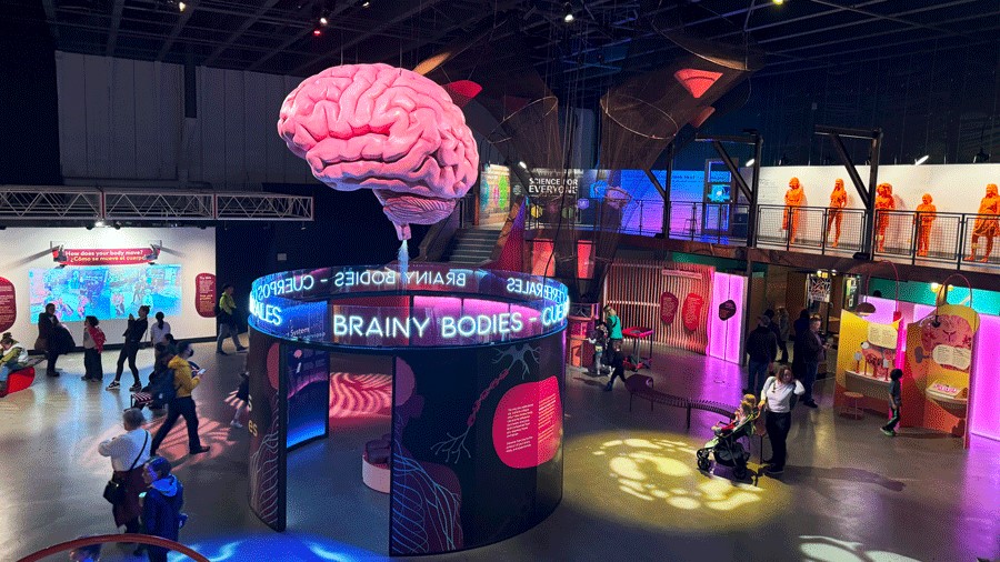 Pacific Science Center Debuts New Bilingual ‘Brainy Bodies’ Exhibit