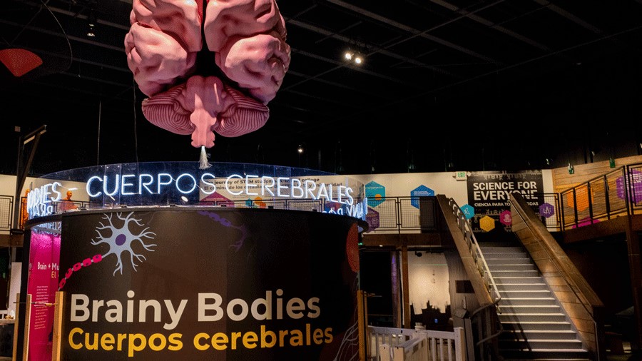 Brainy Bodies huge brain display at PacSci, a Seattle activity for families