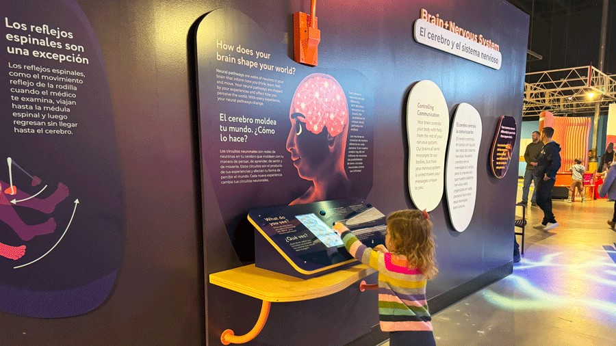 interactive elements at PacSci's new Brainy Bodies exhibit in Seattle