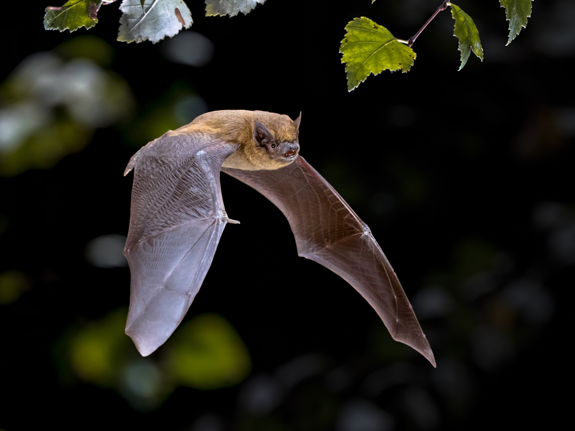 Bat flying