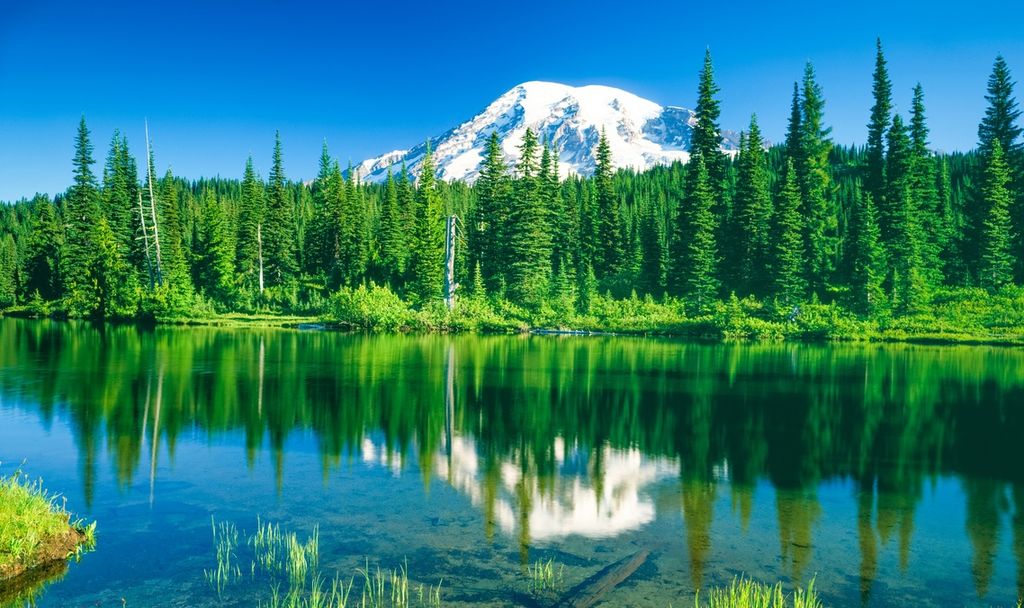 7 Easy Mount Rainier Trails for Mini Mountaineers