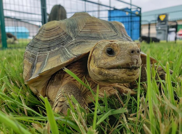Tortoise at Old McDebbie’s Farm
