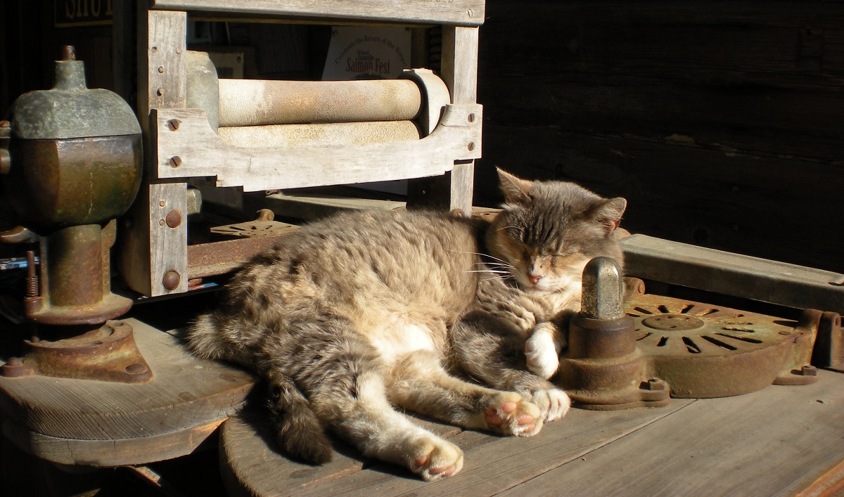 cat lounges at Pioneer Farm Museum and Ohop Indian Village best farms and petting zoos for seattle area kids and families