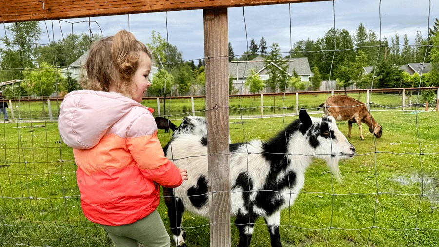 young girl petting goats at the produce market at Flower World