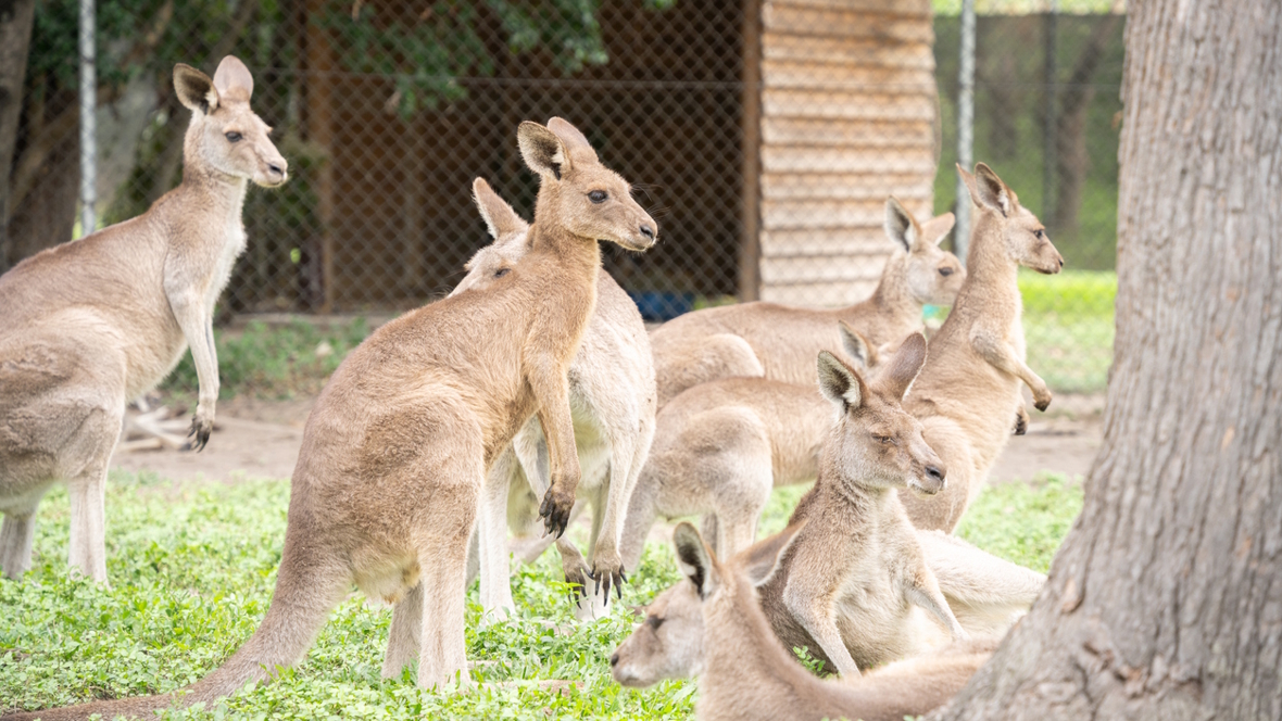 kangaroos