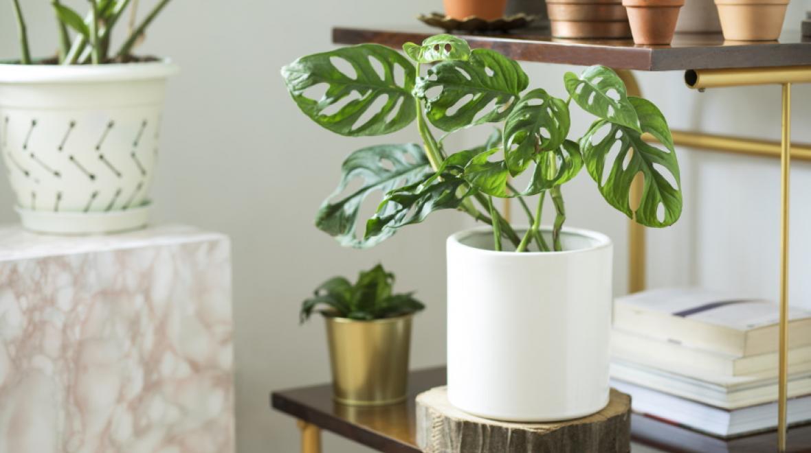 monstera houseplant in a white pot